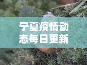 最新教程“德扑之星辅助软件	”原来可以开挂